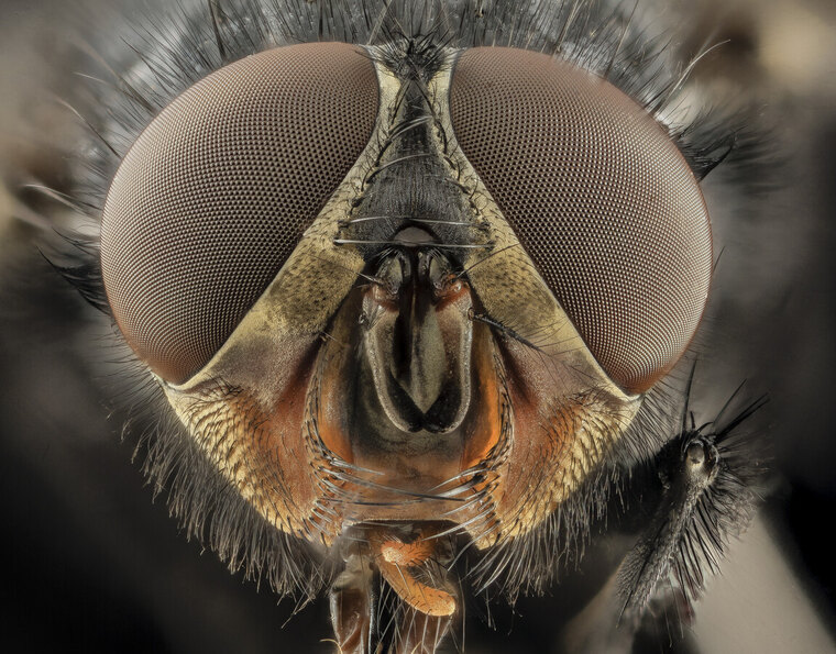 A macro photograph of a fly, the source